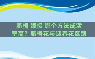 腊梅 嫁接 哪个方法成活率高？腊梅花与迎春花区别